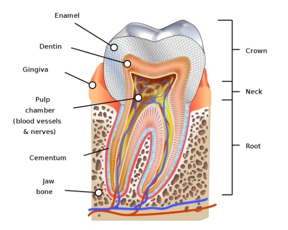 Root Canal procedure