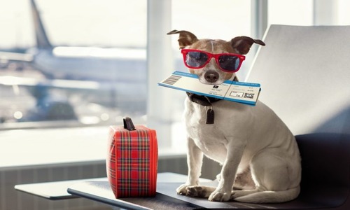 How to Add a Pet on Expedia Flight